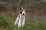 FOX TERRIER 506